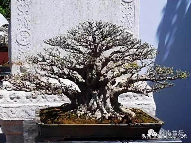 頂上功夫丨最常見的八種盆景結頂方式