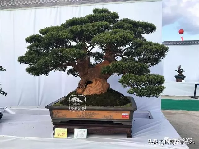 頂上功夫丨最常見的八種盆景結頂方式