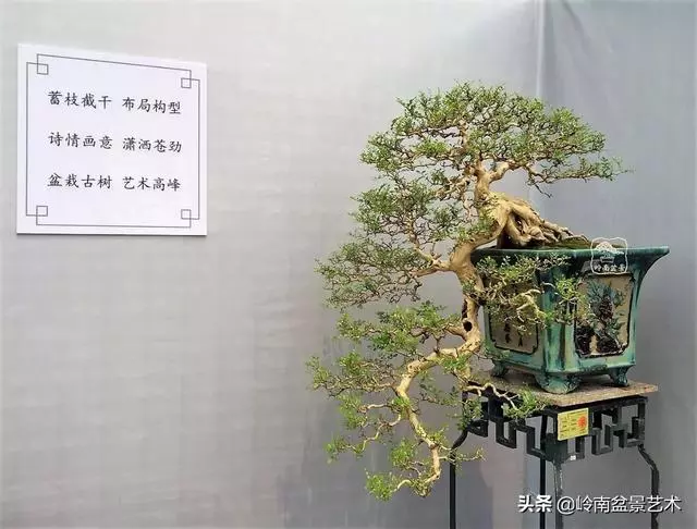 頂上功夫丨最常見的八種盆景結頂方式