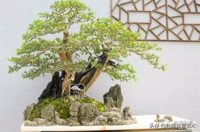 頂上功夫丨最常見的八種盆景結頂方式