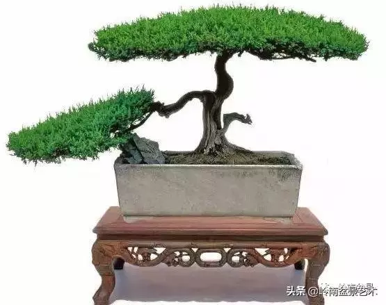頂上功夫丨最常見的八種盆景結頂方式