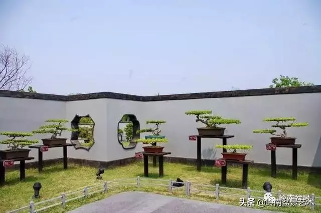 頂上功夫丨最常見的八種盆景結頂方式