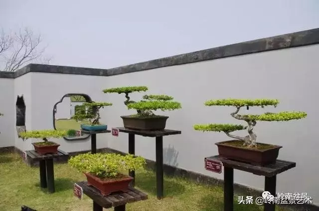 頂上功夫丨最常見的八種盆景結頂方式