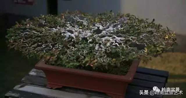 頂上功夫丨最常見的八種盆景結頂方式