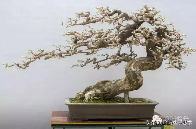 頂上功夫丨最常見的八種盆景結頂方式