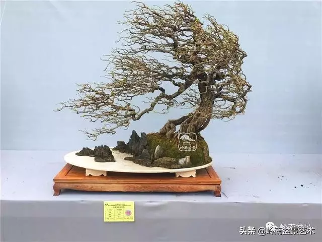 頂上功夫丨最常見的八種盆景結頂方式