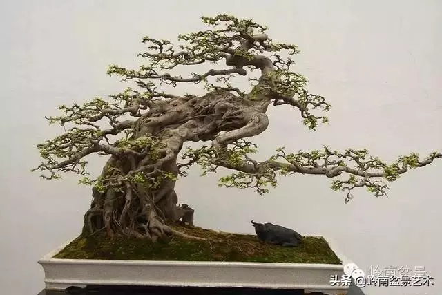 頂上功夫丨最常見的八種盆景結頂方式