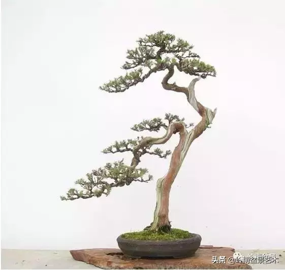 頂上功夫丨最常見的八種盆景結頂方式