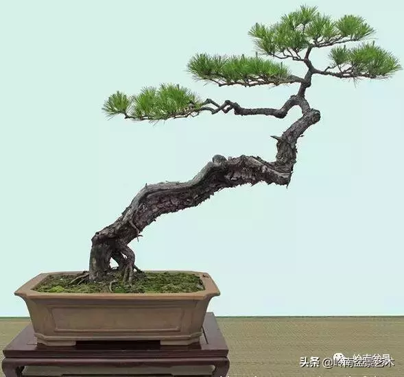 頂上功夫丨最常見的八種盆景結頂方式