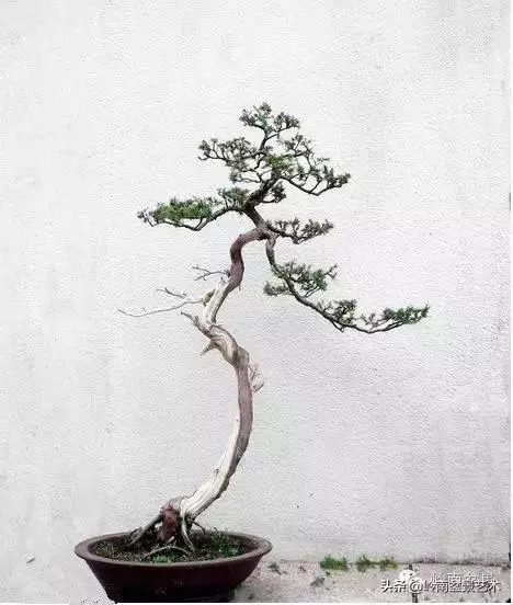 頂上功夫丨最常見的八種盆景結頂方式
