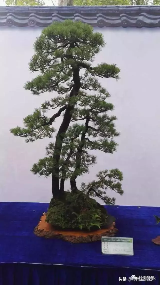 頂上功夫丨最常見的八種盆景結頂方式