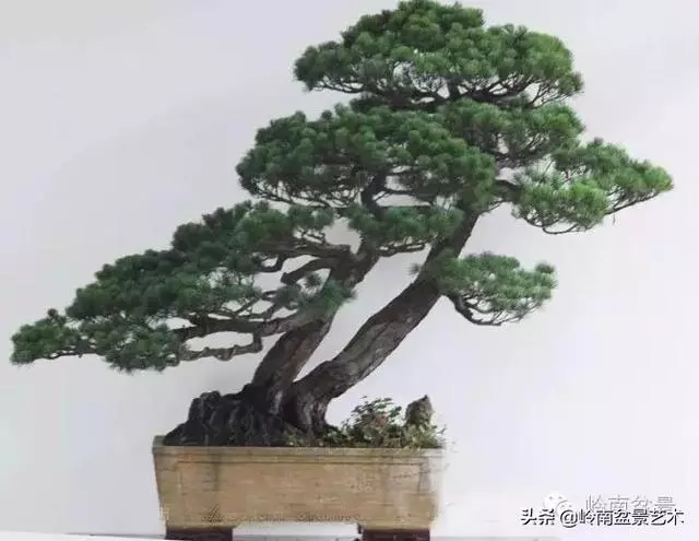頂上功夫丨最常見的八種盆景結頂方式