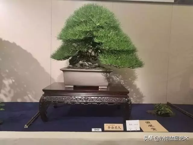 頂上功夫丨最常見的八種盆景結頂方式