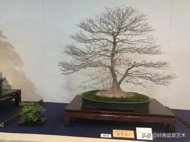 頂上功夫丨最常見的八種盆景結頂方式