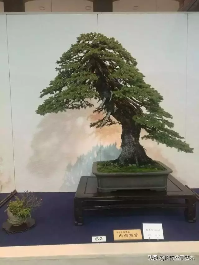 頂上功夫丨最常見的八種盆景結頂方式