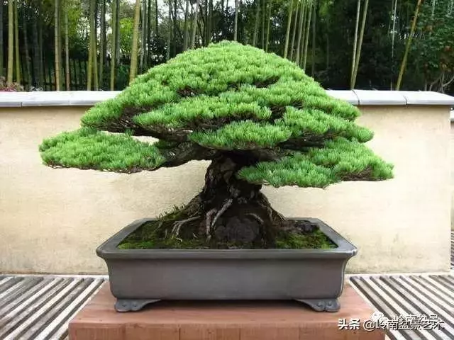頂上功夫丨最常見的八種盆景結頂方式