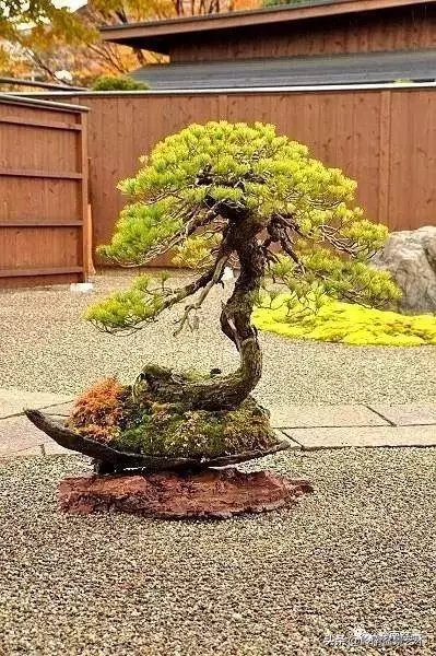 頂上功夫丨最常見的八種盆景結頂方式