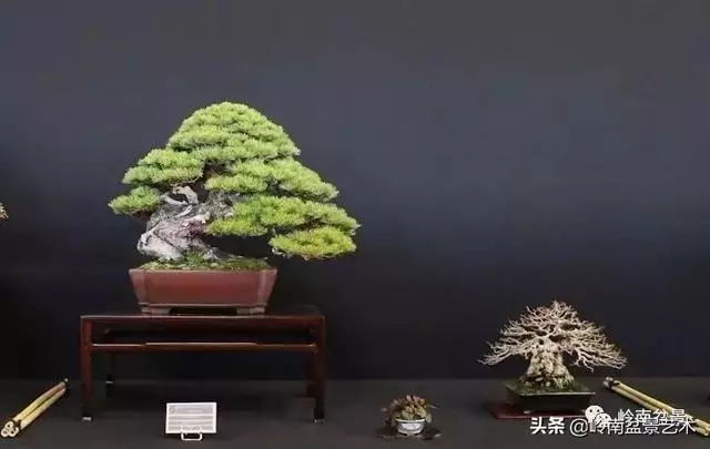 頂上功夫丨最常見的八種盆景結頂方式
