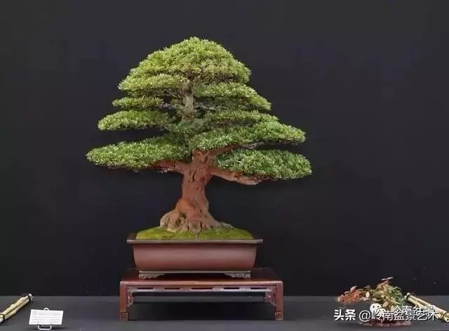 頂上功夫丨最常見的八種盆景結頂方式