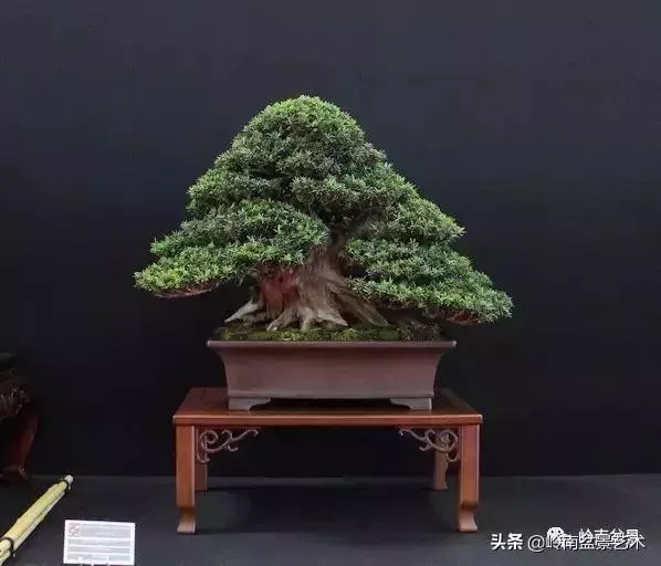 頂上功夫丨最常見的八種盆景結頂方式