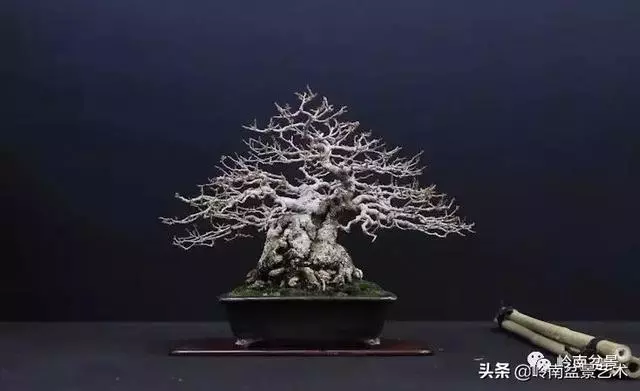 頂上功夫丨最常見的八種盆景結頂方式