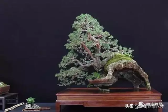 頂上功夫丨最常見的八種盆景結頂方式