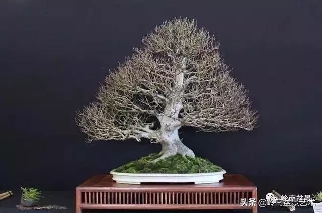 頂上功夫丨最常見的八種盆景結頂方式