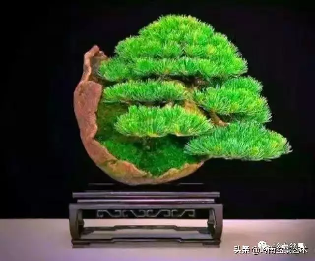 頂上功夫丨最常見的八種盆景結頂方式