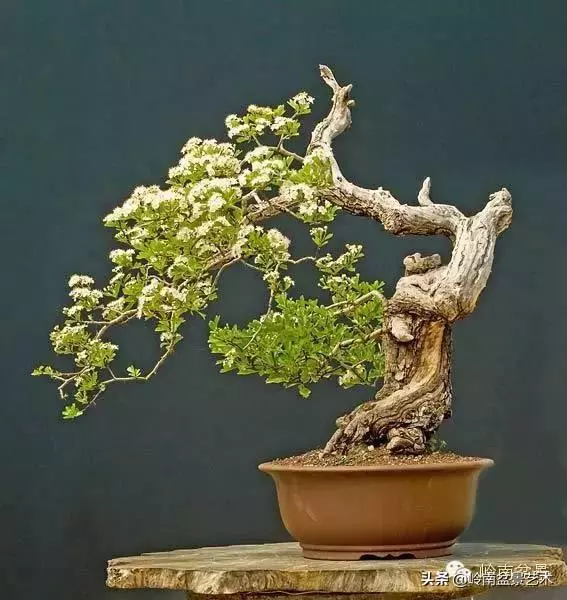 頂上功夫丨最常見的八種盆景結頂方式