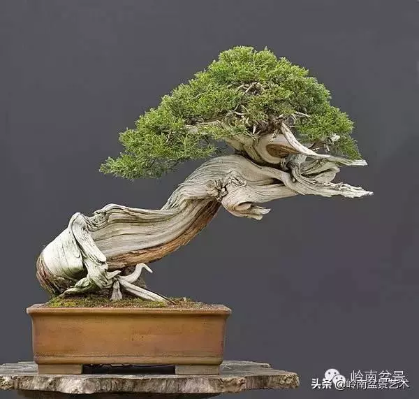 頂上功夫丨最常見的八種盆景結頂方式