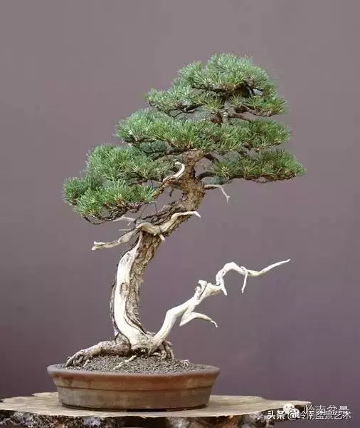 頂上功夫丨最常見的八種盆景結頂方式