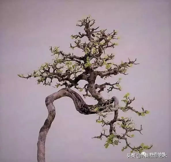 頂上功夫丨最常見的八種盆景結頂方式