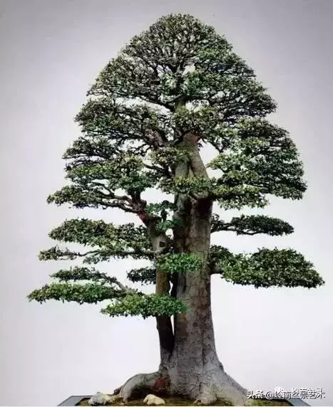 頂上功夫丨最常見的八種盆景結頂方式