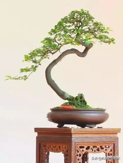 頂上功夫丨最常見的八種盆景結頂方式