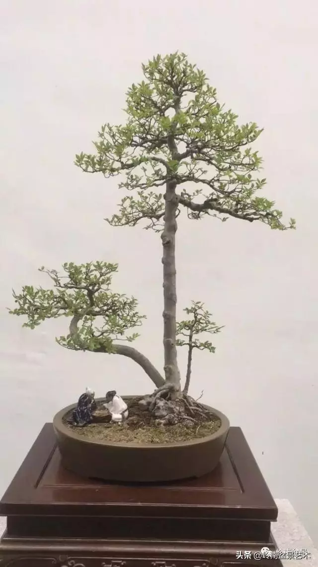 頂上功夫丨最常見的八種盆景結頂方式