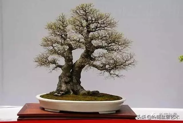 頂上功夫丨最常見的八種盆景結頂方式