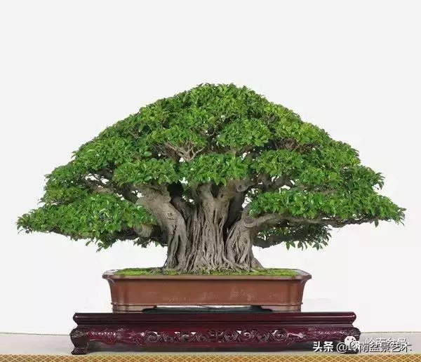 頂上功夫丨最常見的八種盆景結頂方式