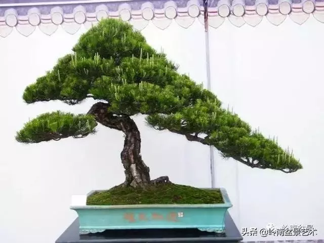 頂上功夫丨最常見的八種盆景結頂方式
