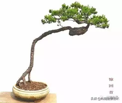 頂上功夫丨最常見的八種盆景結頂方式