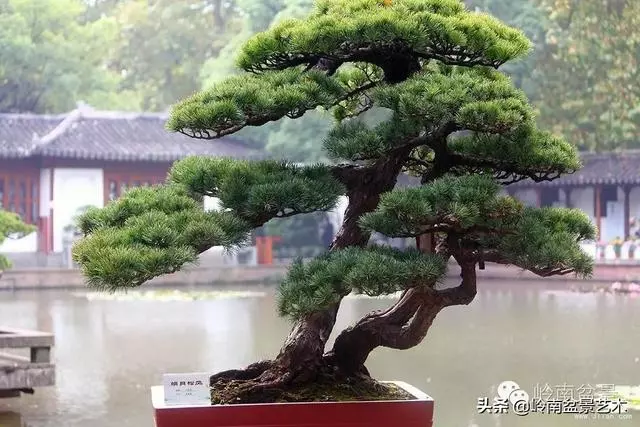 頂上功夫丨最常見的八種盆景結頂方式