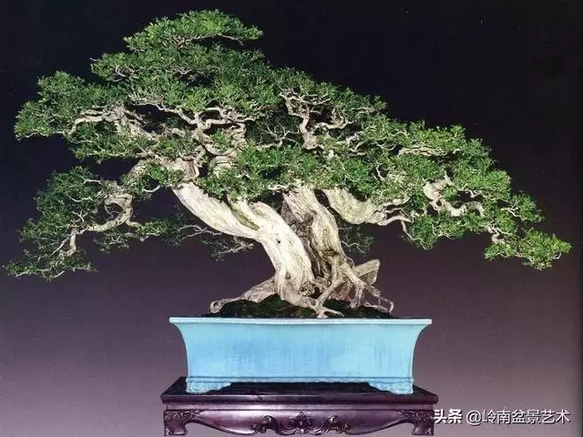 頂上功夫丨最常見的八種盆景結頂方式