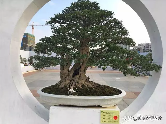 頂上功夫丨最常見的八種盆景結頂方式