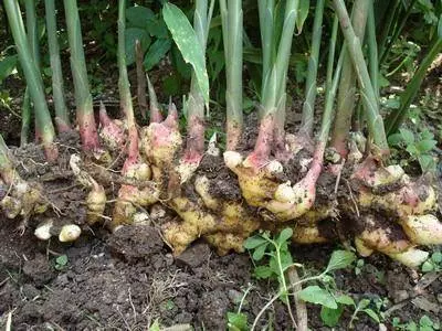 把「生薑」種在碗裡,7天生根發芽,30天長成盆栽,1棵就吃不完!