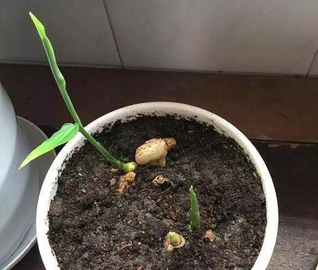 把「生薑」種在碗裡,7天生根發芽,30天長成盆栽,1棵就吃不完!