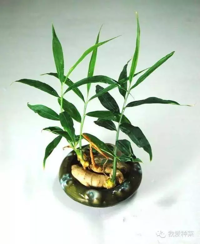 把「生薑」種在碗裡,7天生根發芽,30天長成盆栽,1棵就吃不完!