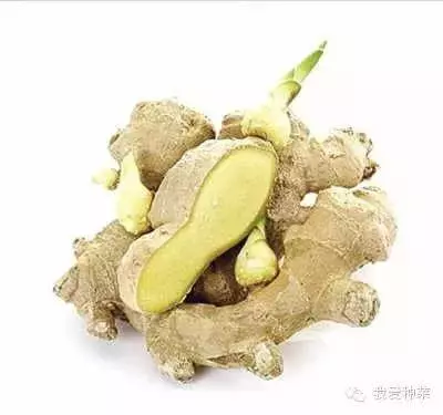 把「生薑」種在碗裡,7天生根發芽,30天長成盆栽,1棵就吃不完!