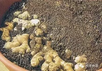 把「生薑」種在碗裡,7天生根發芽,30天長成盆栽,1棵就吃不完!