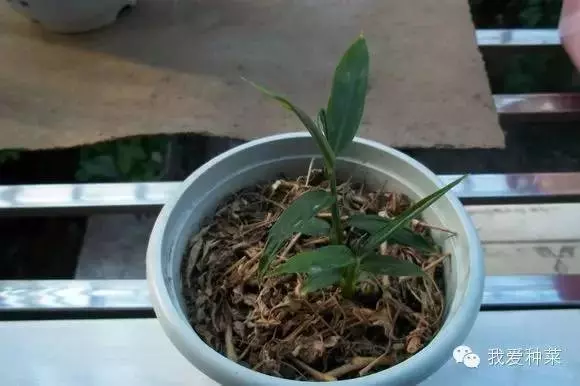 把「生薑」種在碗裡,7天生根發芽,30天長成盆栽,1棵就吃不完!