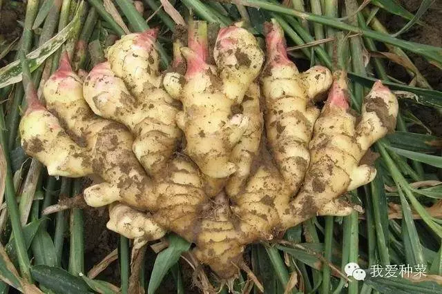 把「生薑」種在碗裡,7天生根發芽,30天長成盆栽,1棵就吃不完!