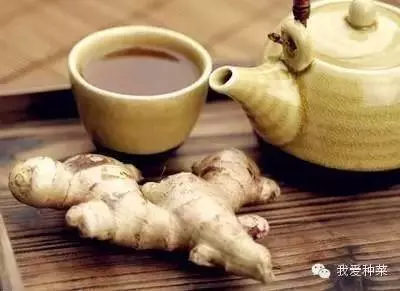 把「生薑」種在碗裡,7天生根發芽,30天長成盆栽,1棵就吃不完!